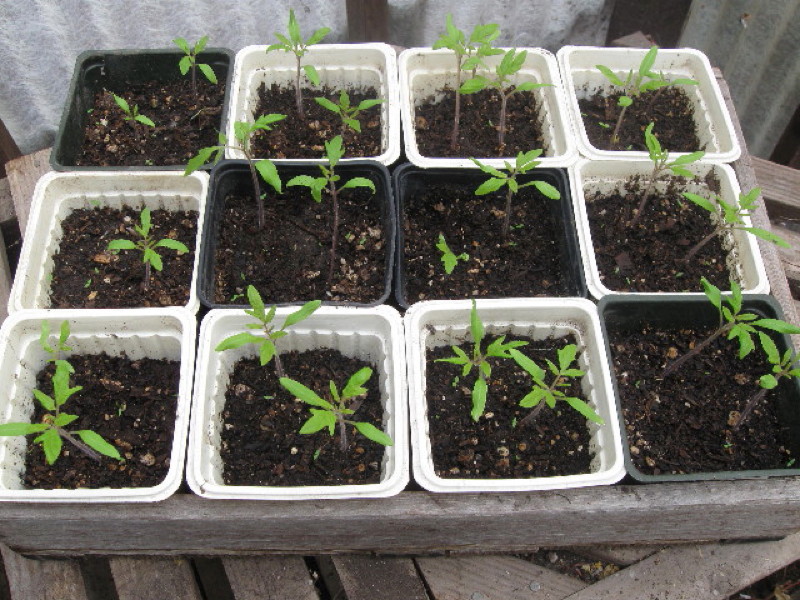 Growing Tomatoes, Part One: Seeds - Lehman's Simpler Living Blog