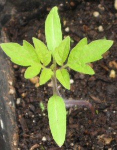 tomatosprouts3