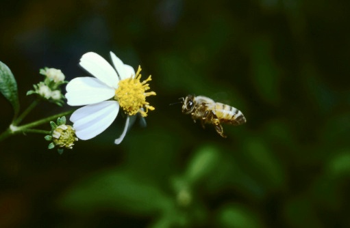 The more flowers you have in your yard, the more opportunities you have to feed the bees!