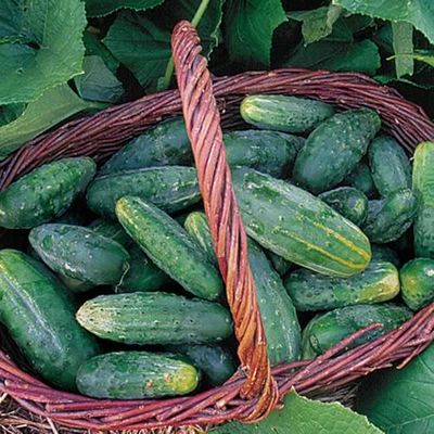 Heirloom Bushy Cucumber Seeds