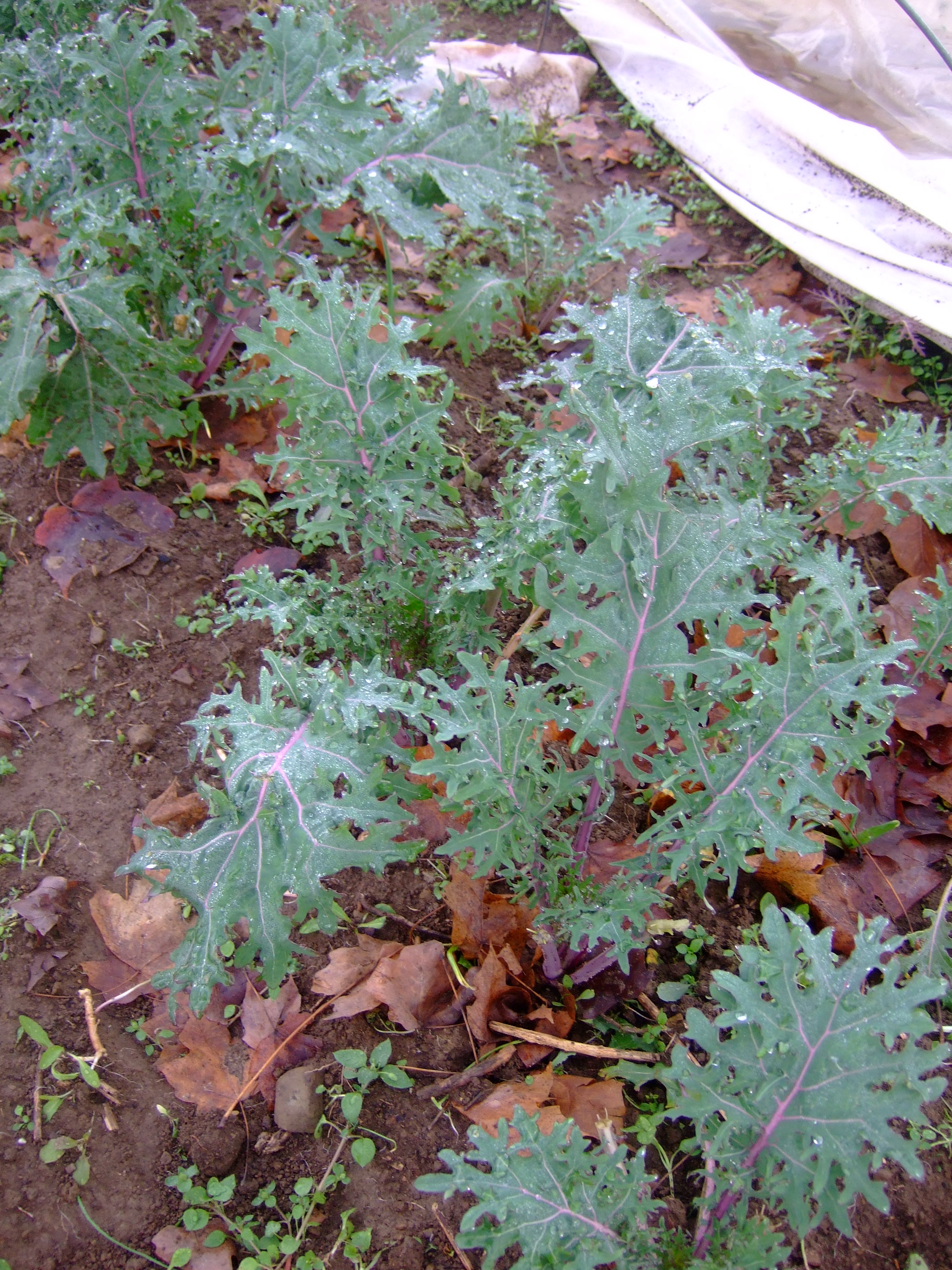Russian Red Kale in cold frames, December 2012.