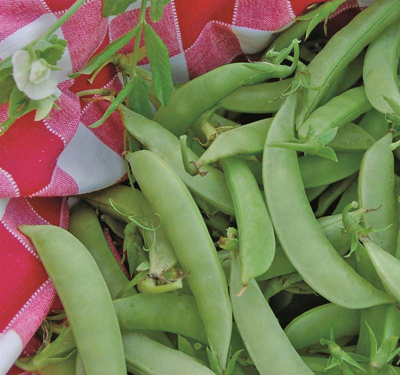 These heirloom Amish Snap Peas are a good cover crop choice. Available now at Lehmans.com or Lehman's in Kidron, Ohio.