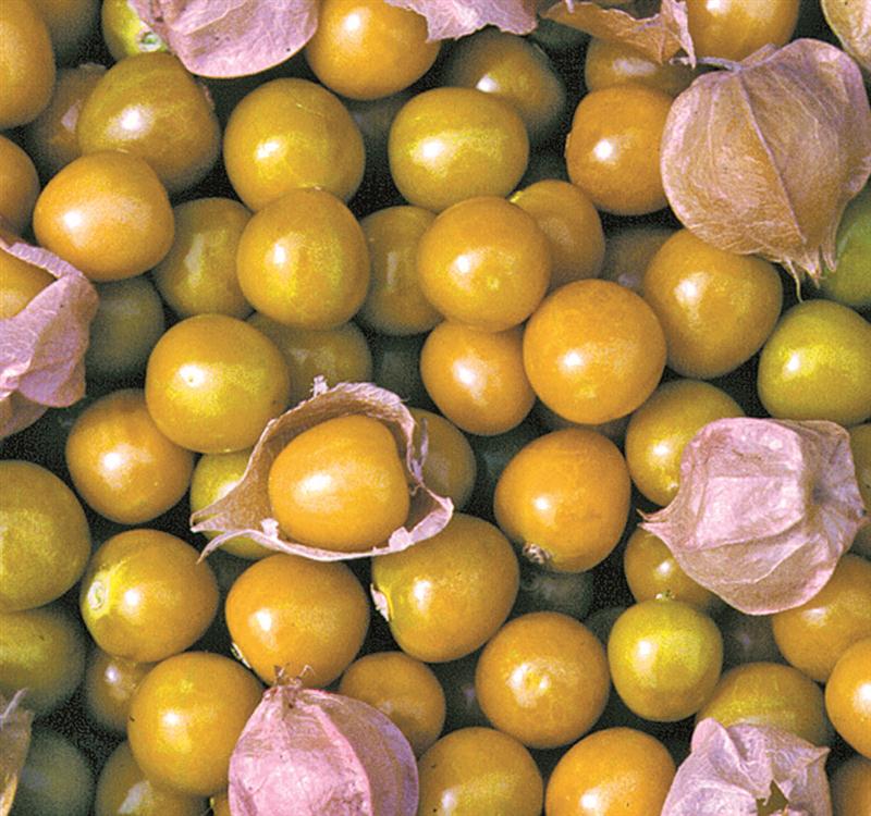 Related to tomatoes, the golden fruit drops to the ground when ripe. Remove husks, and enjoy! Seeds for this tasty variety are in stock now at Lehman's in Kidron, Ohio, and Lehmans.com.