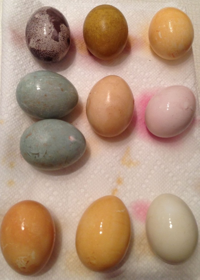 Top row, L to R: Black cherry, Fizzies Root Beer, onion. Middle row: Fizzies Grape (2), coffee and raspberry. Bottom row: tea, onion/dill, spinach.