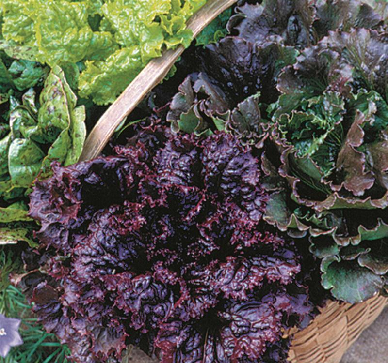 One packet of seeds equal a perfect variety of lettuces! At Lehman's in Kidron, or Lehmans.com.