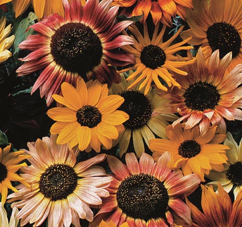 Brighten up a sidewalk or garden border with our Sunflower Mixture. They'll go with anything you put in your Shoebag Planter. Click here for more info.