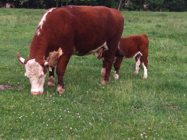 Daisy and the second heifer, on the home farm in Green.