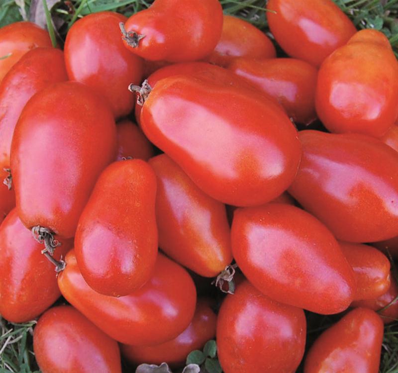 Find Martino's Roma Tomatoes and other heirloom varieties at Lehmans.com.
