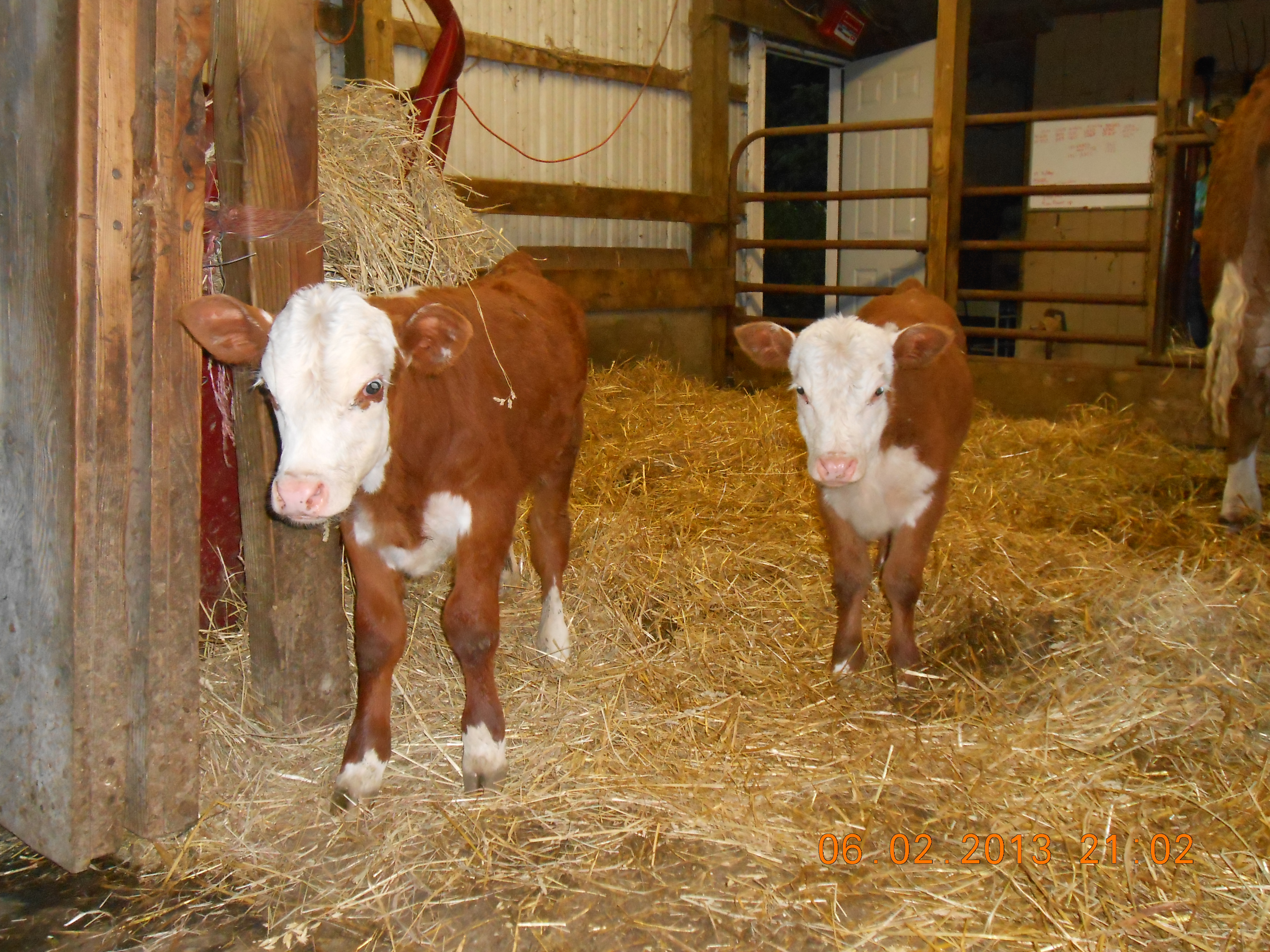 Two of the triplets, the bull, left, and one of the heifers, right.