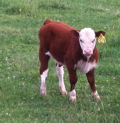 This heifer is the third of the triplets, and is still on the family's cattle farm.