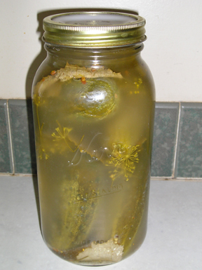My pickles, fermenting on my kitchen counter.