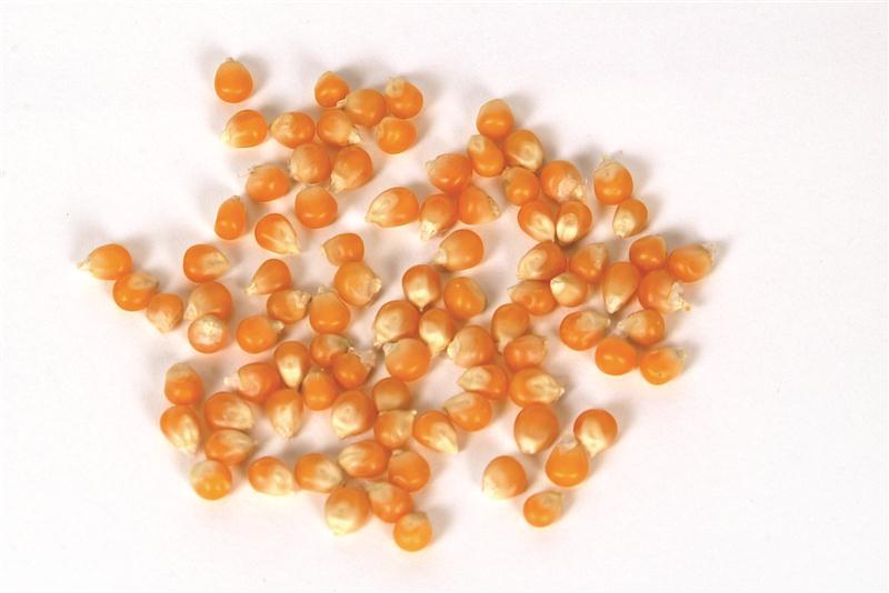 Want to try caramel popcorn yourself? Lehmans.com has several GMO-free varieties! Click for more.
