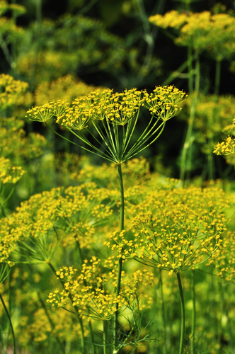 Dill is one of the easiest herbs to grow. For beginning gardeners, cucumbers and dill are nearly instant gratification.