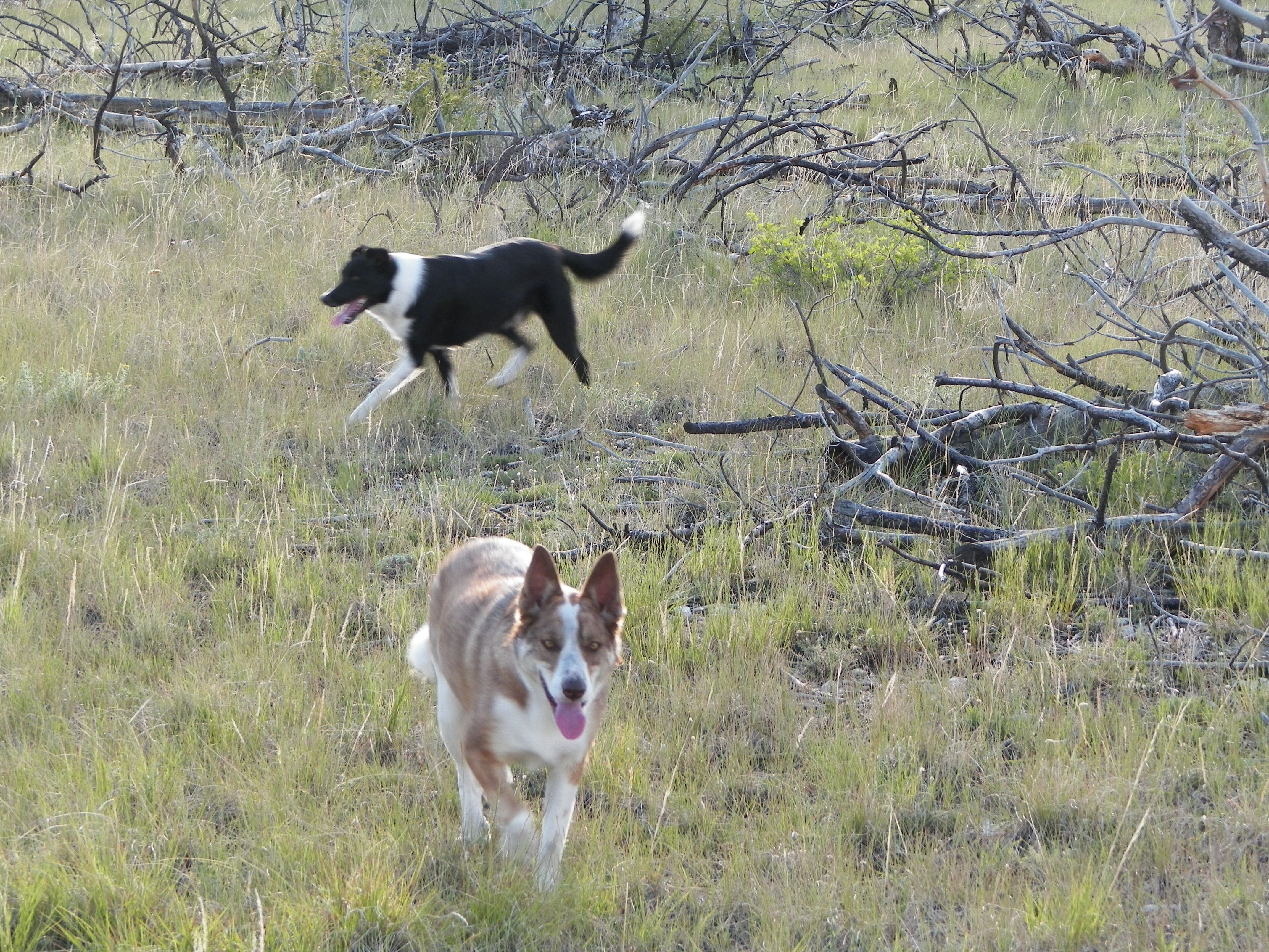 Toby and Maya romp through some scrubland in the Southwest.