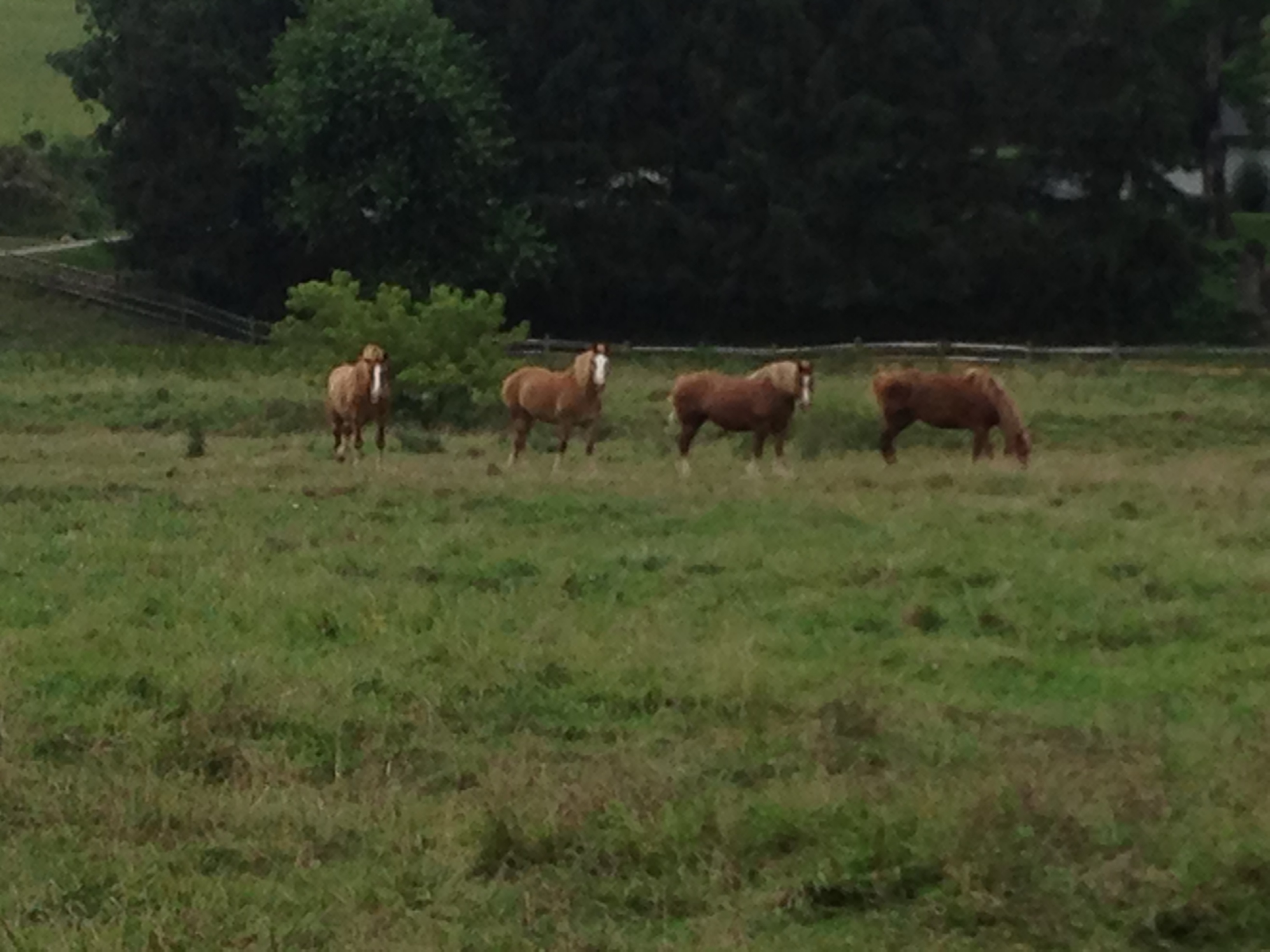 These plowhorses graze in a pasture near Sarah's home.