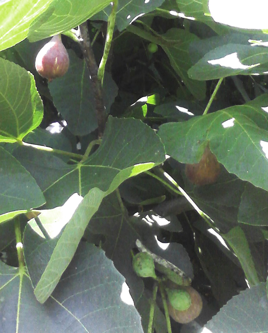 Tucked among the rich green leaves are tasty figs!