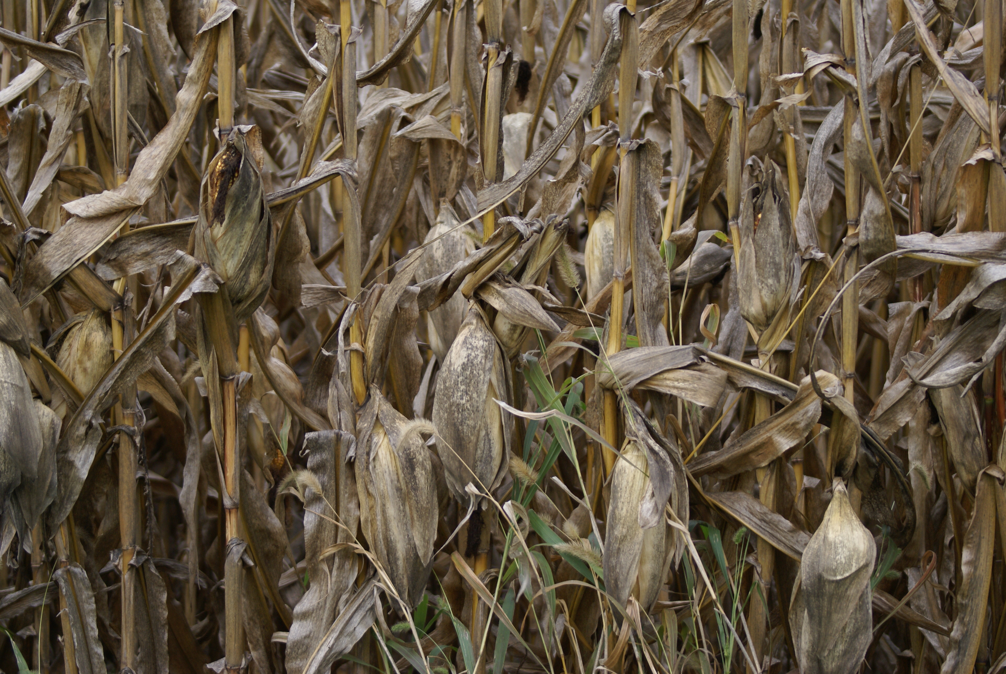 Field corn ready to harvest, Van Wert, Ohio. 