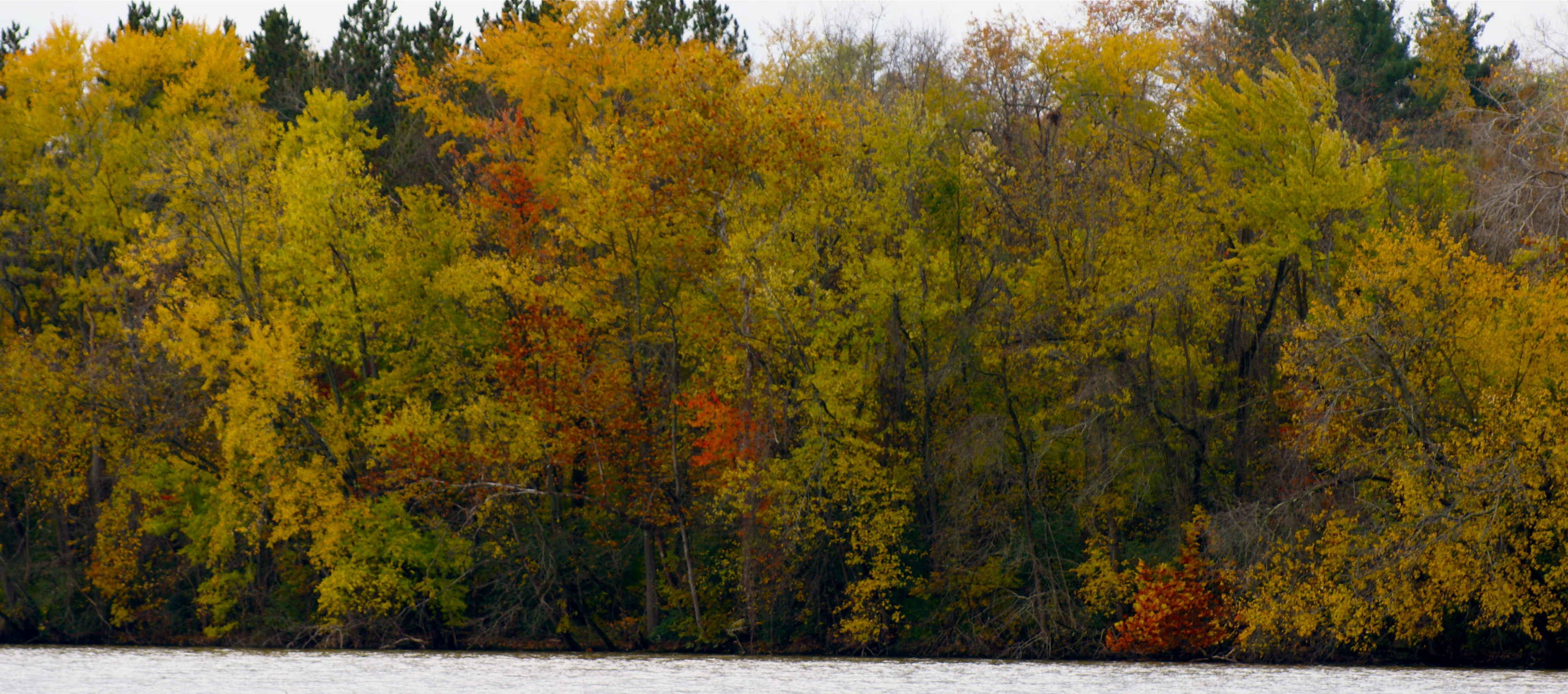 Trees on Olentangy River