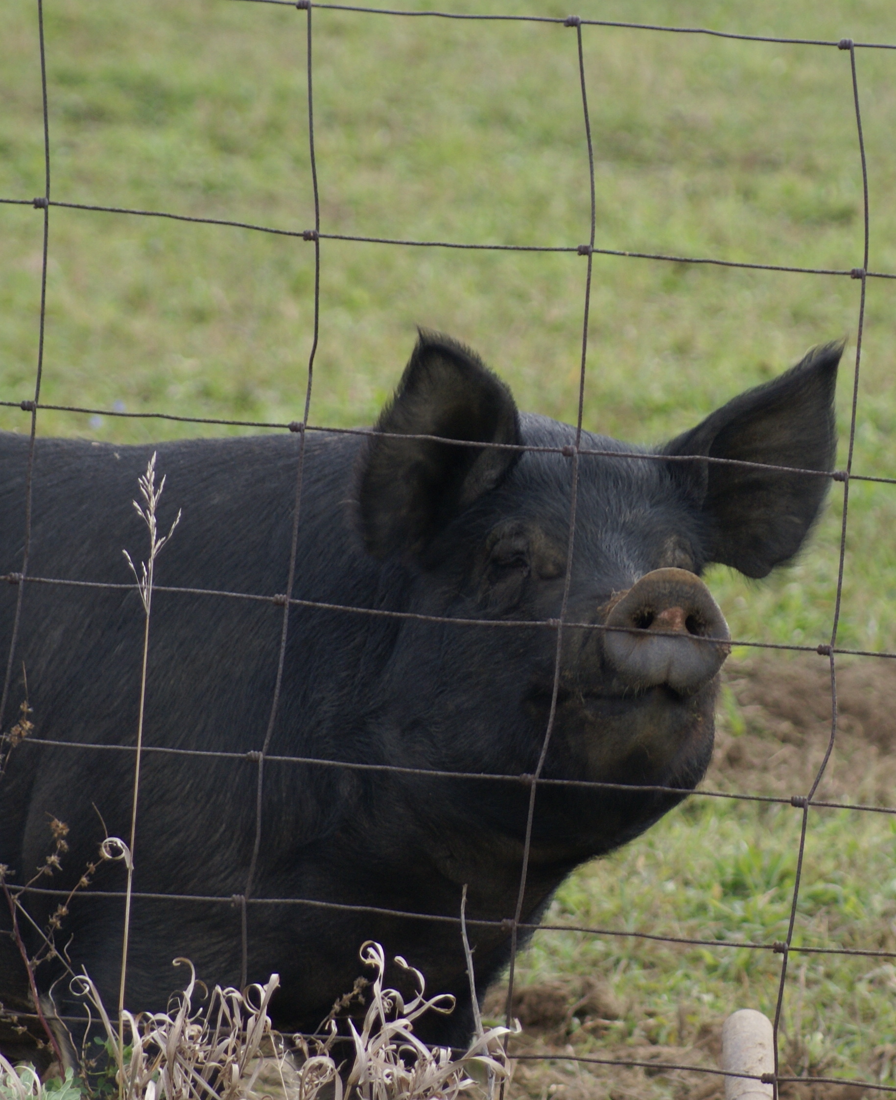 "Camera Hog", central Indiana.