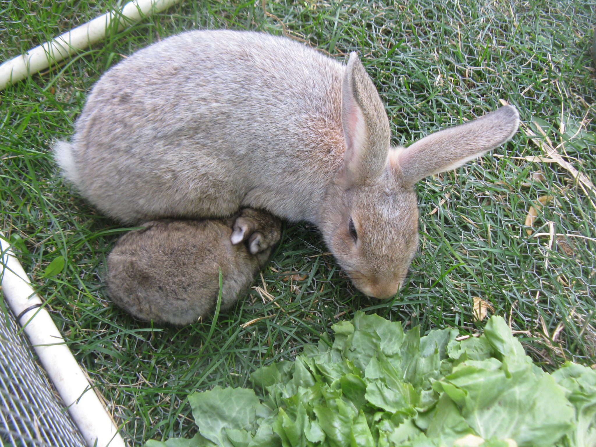 Rabbits from spring 2013 herd. Some were overwintered to breed for 2014. (Yes, herd is the correct term.) 