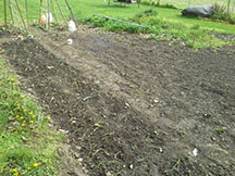 The garden just after planting peas and lettuce in back left corner, 160 walla walla and texas sweet onions in row on left edge up to near left, first saturday in april. Strawberry patch in center back still overgrown and un-netted. Rest of area freshly scraped of weeds by a hoe and the soil loosened an broken up by hand with a garden fork. about to spread 3 bales of straw 6-8" deep over whole area but 1/2" deep in onion bed. Shallow roots and bulbs need light and water to grow
