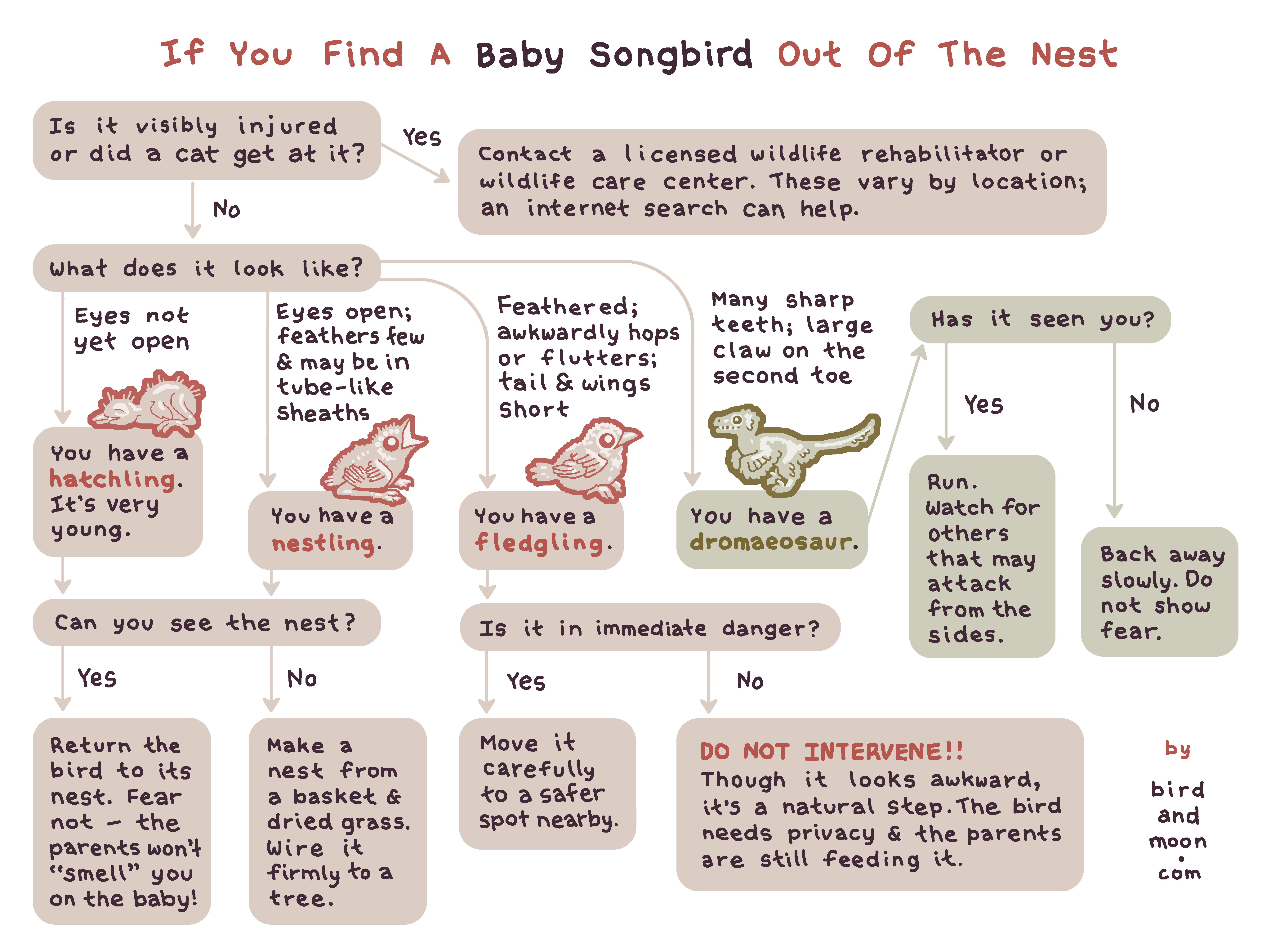If You Find a Baby Songbird Out Of The Nest