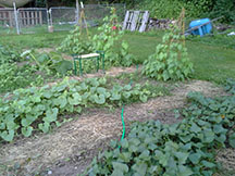 Sweet potatoes, mixed row of melons