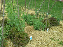 The peas and lettuce on may 2, 30 days into the early season and freshly mulched with straw to hold in moisture and control weeds. 6-8" deep covering. snap peas and snow peas. Smow peas were better for canning and more hulls for flock of Buckeye chickens at another hobby farm of a co-worker