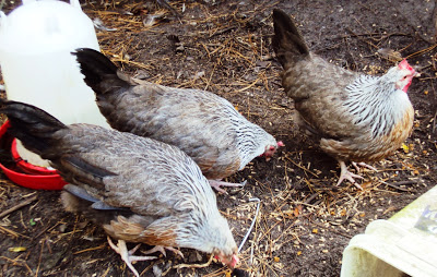 The Silver Dorkings, Bri and Eric's new chickens. They're great backyard birds.