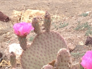 This isn't in the garden, but it's on our property, near the house. It's the only plant that loves the arid desert heat!