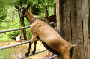Alpine doe goat