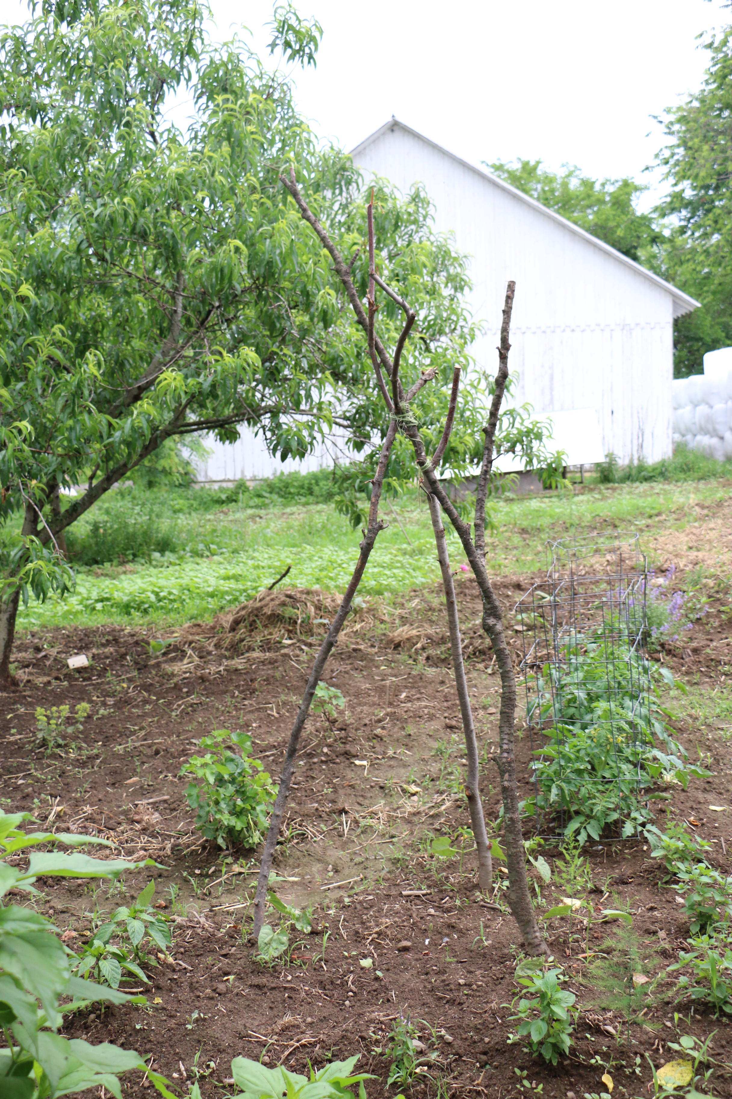 A second view of the big dripline garden, with a pole teepee for clmbing plants.