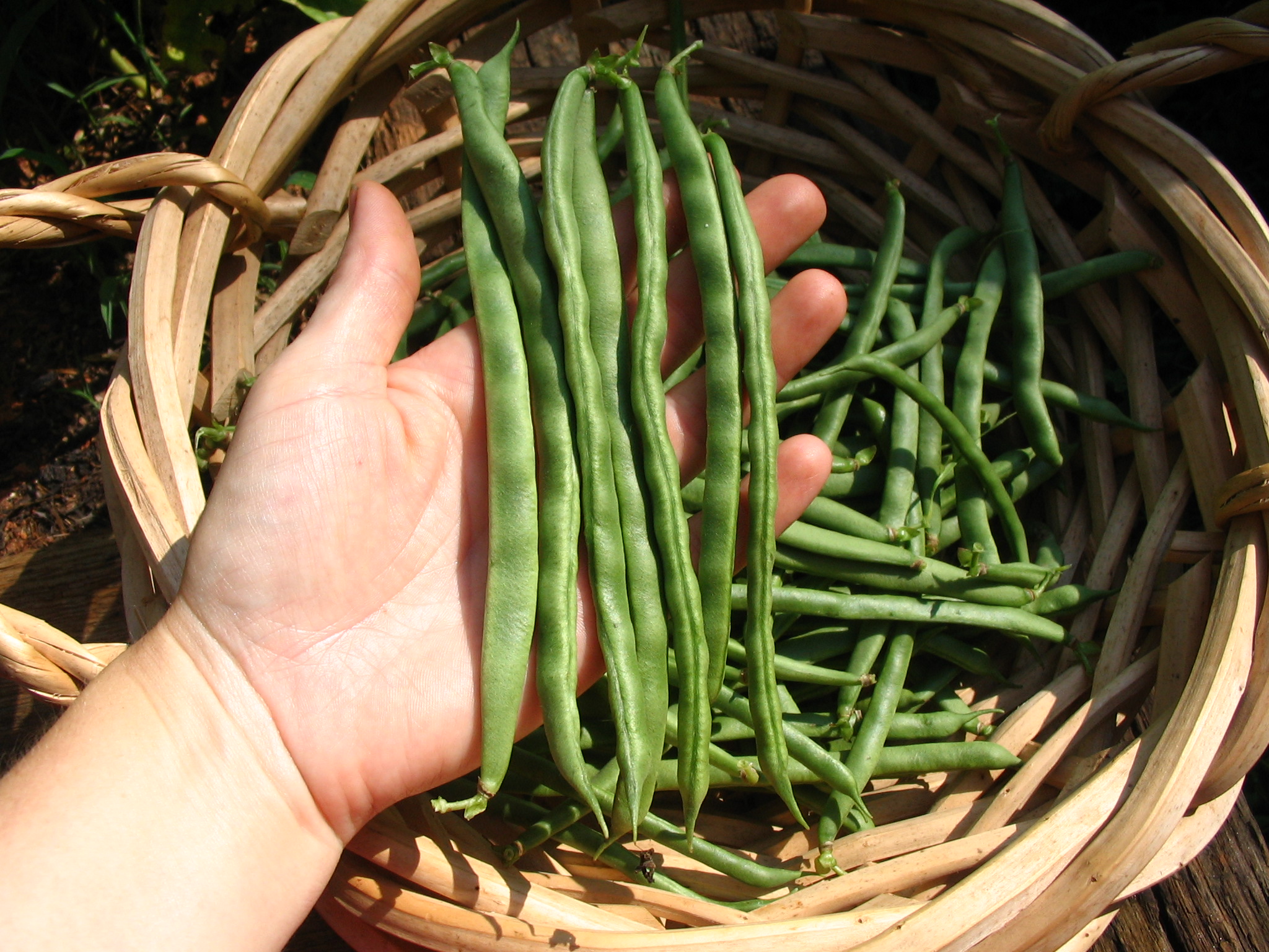 Our Lazy Housewife beans! We're eating some fresh, putting some up. Thanks, Lehman's!