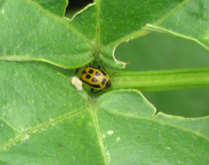 Beetle on bean plant