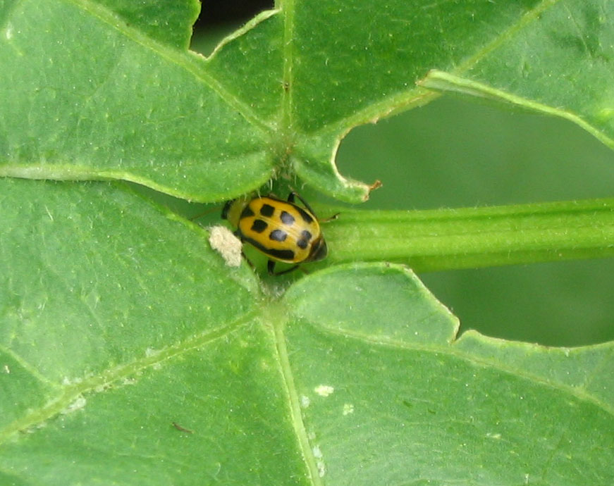 Beetle on bean plant