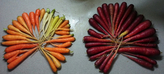 BGirard's heirloom carrots on right, grocery store seed carrots on left.