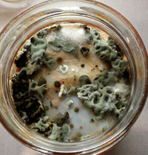 Mold in top of fermenting jar