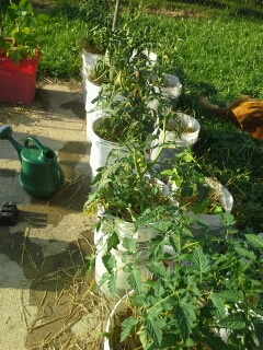 Tough Cherry Tomatoes survived well. They're in the front bucket.
