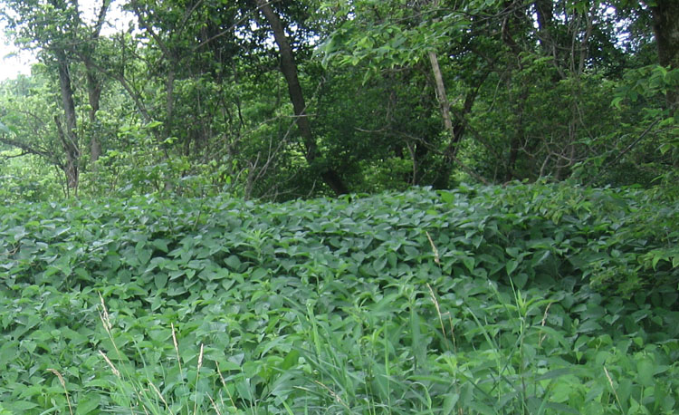 This is just a small portion of the huge nettle patch that I had to get through.
