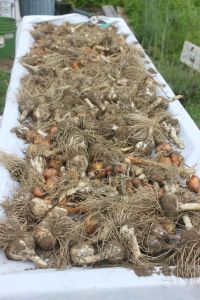 A LOT of just harvested garlic bulbs!