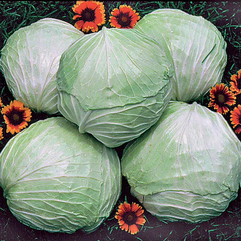 Premium Late Flat Dutch Cabbage 