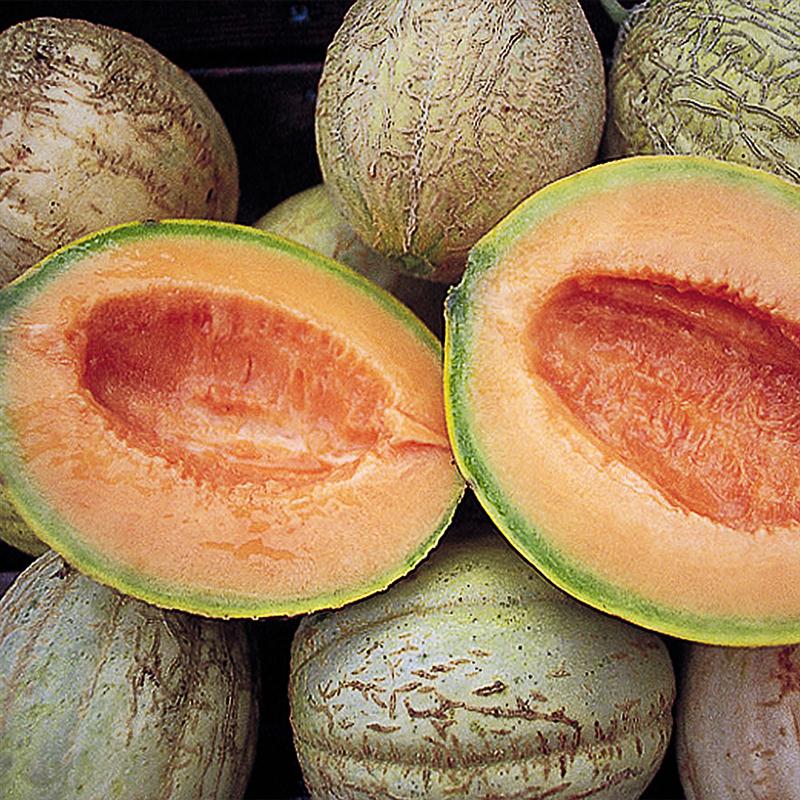 Amish Muskmelon (Cantaloupe) Seeds at our store in Kidron and Lehmans.com.