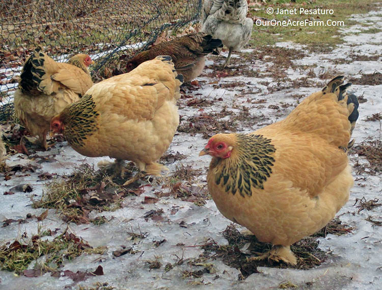 These Bantam Buff Brahmas are well-suited to colder climates.