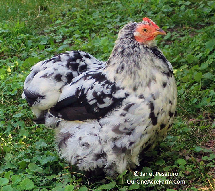 Bantam Mottled Cochins may be apt to "go broody," but this can ensure future generations of poultry for your backyard!