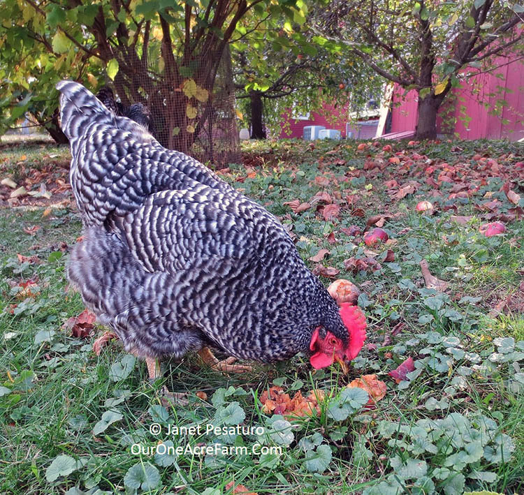 Barred Plymouth Rock chickens are a good "dual-purpose" breed - for meat and eggs. They also tend to be calm and healthy.