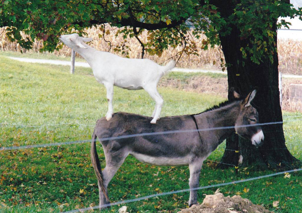 One of the author's smart goats hopped on the back of their donkey to get to the nice, green tree leaves.