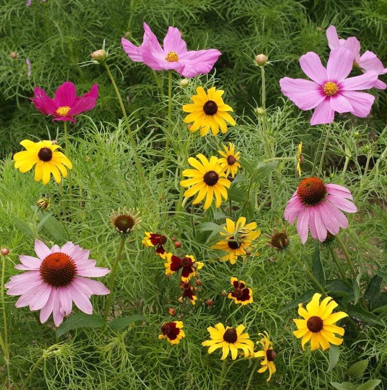 Our specially selected seed mix contains butterfly favorites like black-eyed susan and dwarf cosmos. At Lehmans.com and our store in Kidron, Ohio.