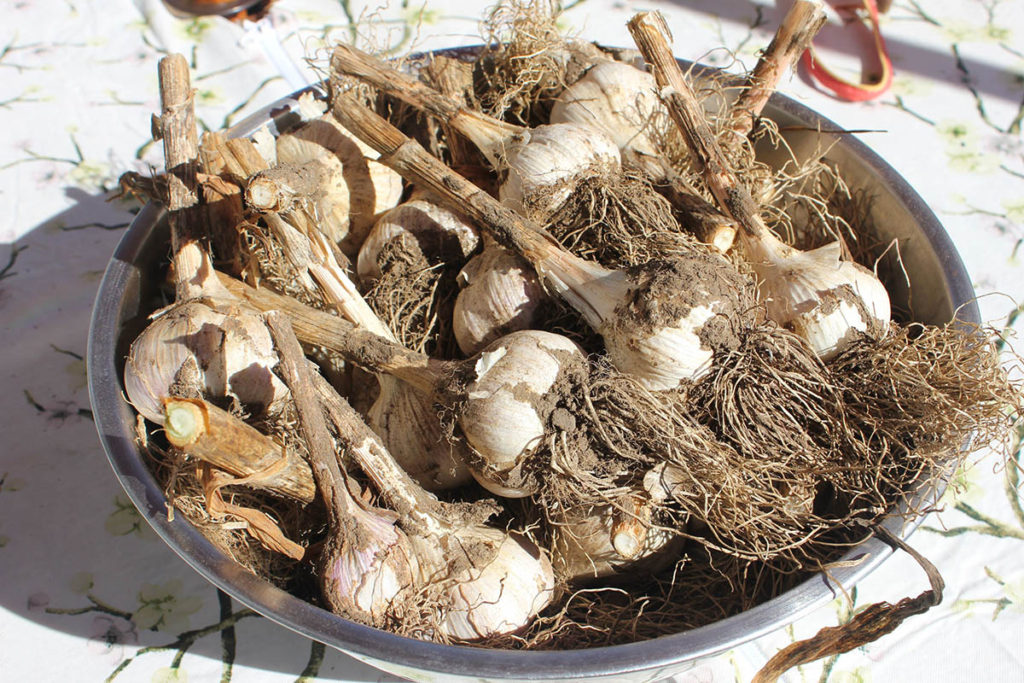 garlic kathy harrison