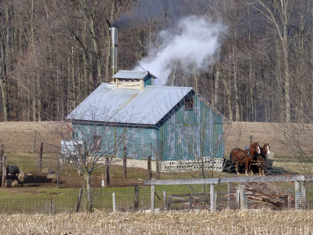 Saps Running In Amish Country Lehmans Simpler Living Blog 