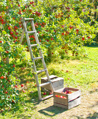 ladder-and-apple-tree